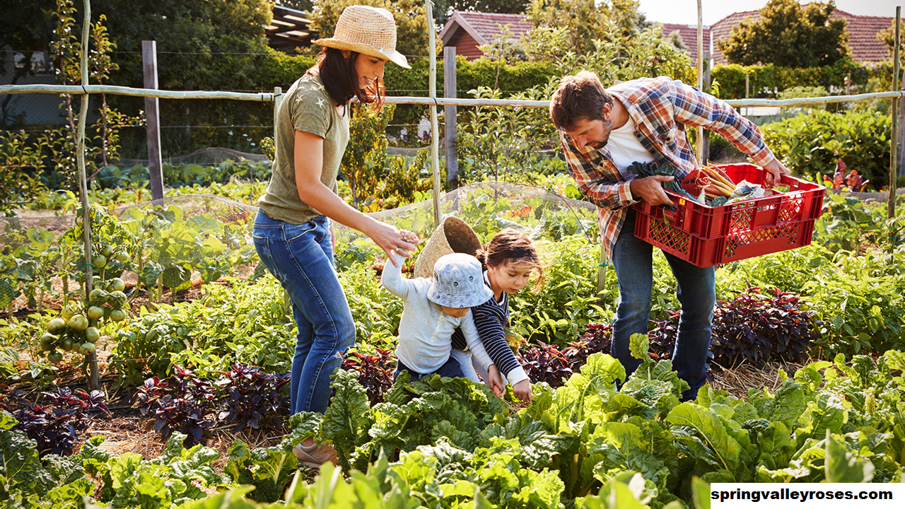 10 Tips Berkebun Terbaik Untuk Pemula Menurut Pakar Tanaman