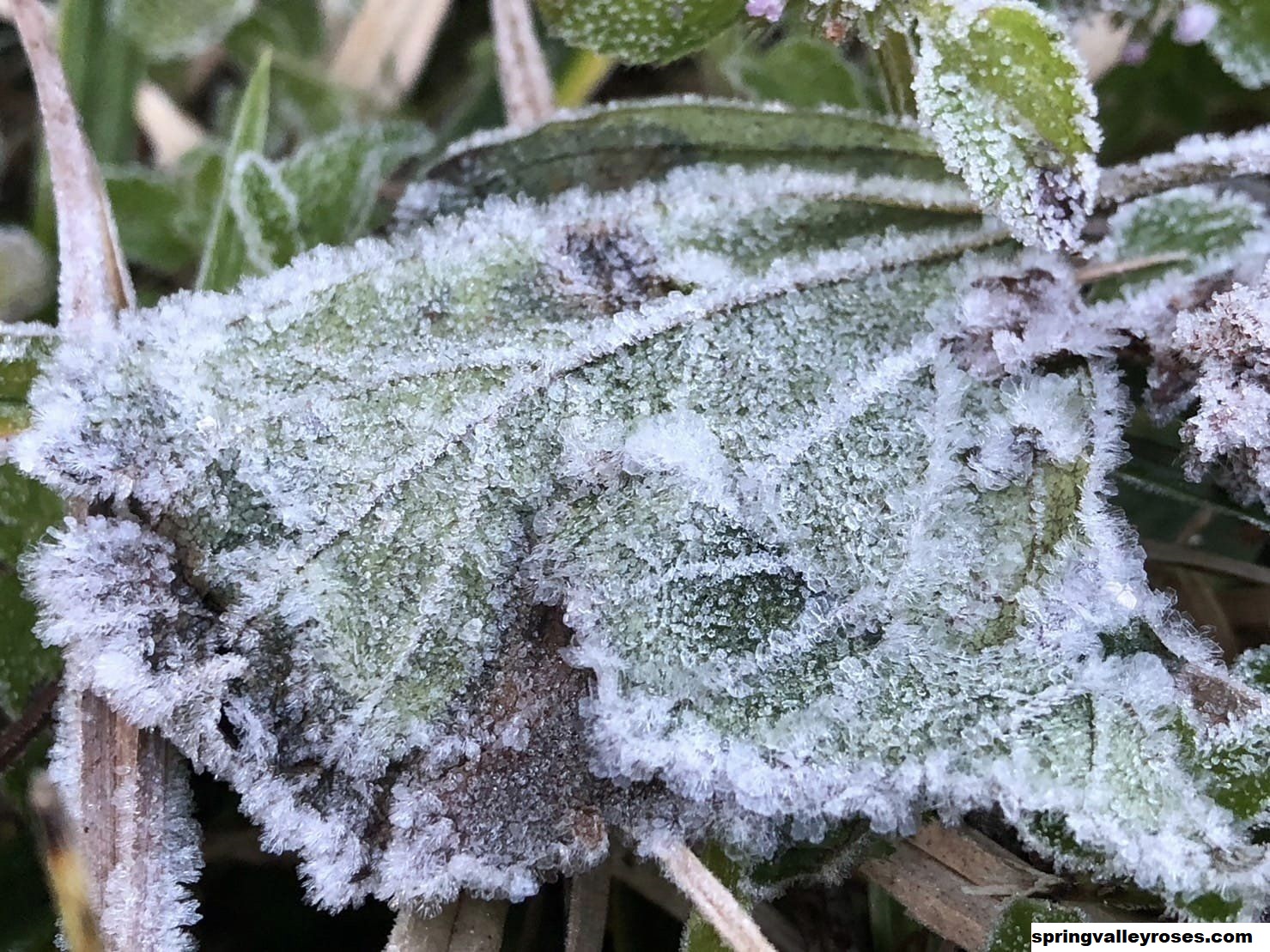 Panduan Berkebun Selama Musim Dingin Texas